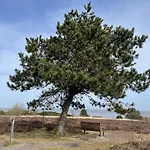 Duenengras